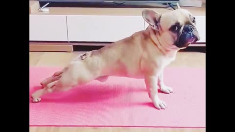 Doing dog yoga