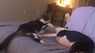 Cat and dog fight on bed