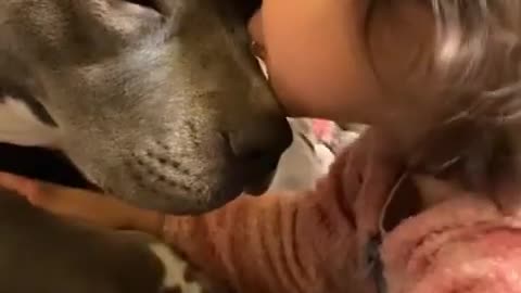 Massive pit bull and little girl playing