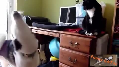 Cats and Dogs Meeting Each other For The First Time Ever