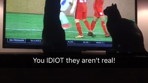 Woman yells at her black cat to stop touching the tv screen