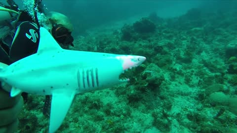 Great white Shark Attack Dominican Republic