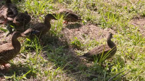 Flock of Young Mallard Ducks
