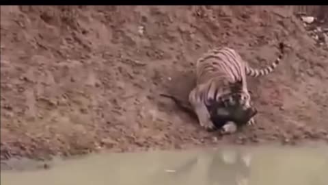 Tiger catches Warthog bb