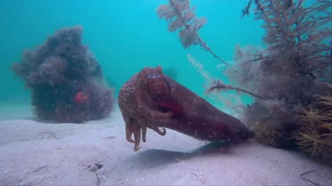 Cuttlefish hunting fish alive very attractive