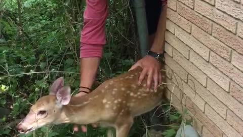 Trapped Fawn Rescued from Tight Fence