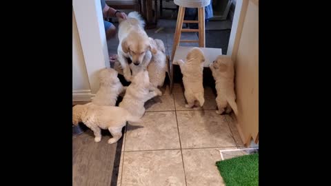 ONE YEAR OLD GOLDEN LOVES HER SISTERS PUPPIES