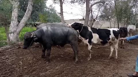 Natural Animal Mating | Cow Bull and Buffalo