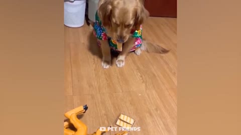 videos of cats and dogs to crack you up