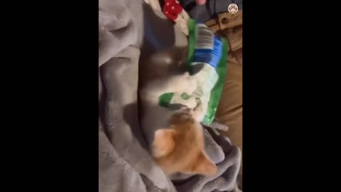 Funny Cats and dogs