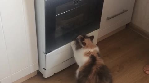 cat asks to eat