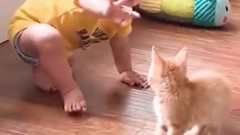 Cute baby small baby cat are loce each other, baby love with animals