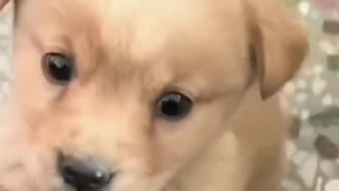 Cute puppy barking
