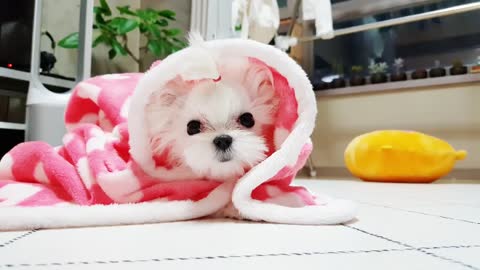 Teacup Maltese Cutest Korea Puppy