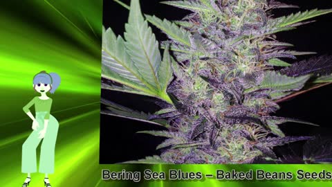 Bering Sea Blues – Baked Beans Seeds