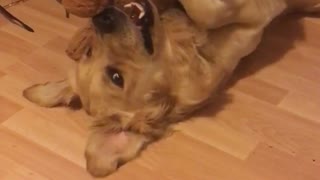 Golden retriever laying on brown wood floors playing and hugging brown teddy bear