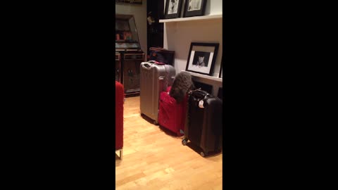Curious cat gets stuck in a suitcase