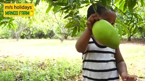 Take in a Day at Our Beautiful Mango Farmland