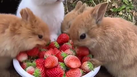 A group of rabbits eat strawberries and are cute. Rabbits. Little cute pets in the countryside.