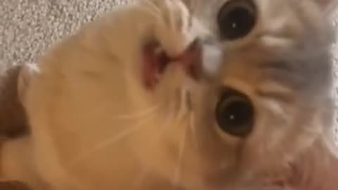 Little Cat Was A Kitten Meowing, Hungry Cute Cat Videos