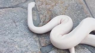 white snakes with no teeth and venom