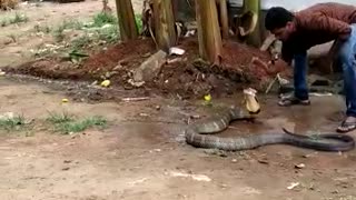 Stunning moment snake rescuer gives King Cobra a cold bath on hot day
