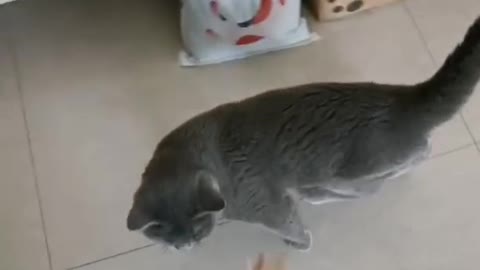 flexible cat