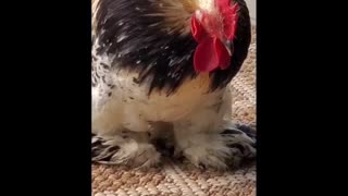 Our Sleepy Little Rooster