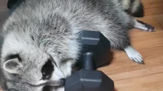 Raccoon wants to be healthy