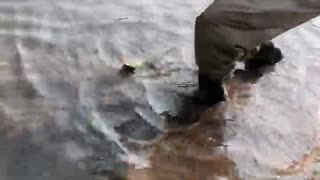 MasterFisher catches trout in wyoming