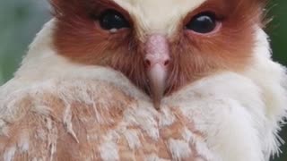 Crested OWL PUP