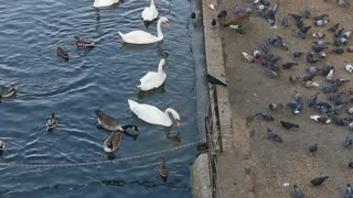 ducks, swans and lakes