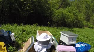 The Bees Have Arrived!