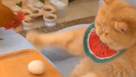 Epic Cat Fails - Try Not to Laugh! #animalshotel #shorts