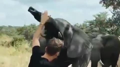 Unique encounter between photographer and elephant