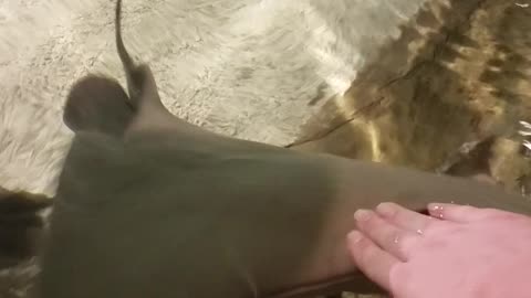 Stingray gives human a high-five!