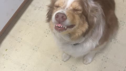 Misbehaving Dog Grins Through Scolding