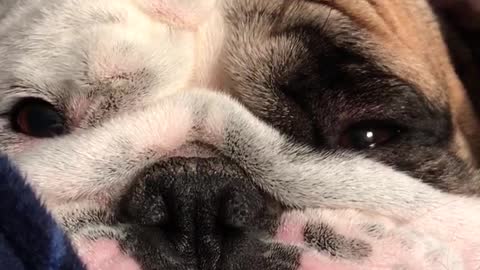 Tired Bulldog Demands Attention