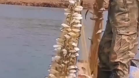 Fish catching, River fish catching