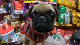 Dog (Pug) got confused looking at the camera | Funny Dog Compilation