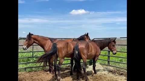 Stroud geldings bailed and adopted