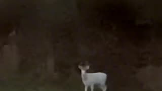 A RARE ALBINO DEER