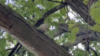 Very hard to track nuthatch