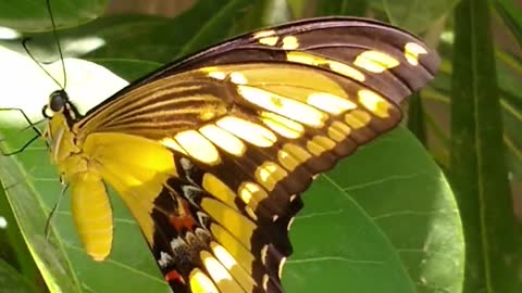 .Nice butterfly video amazing very nice video butterfly