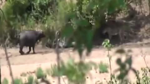 A compassionate Elephant turns Up To Deliver Buffalo From Lion's Mouth