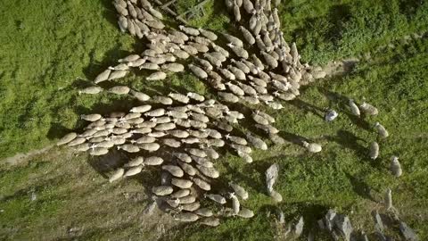 Aerial view of the sheep herd moving around on farmland