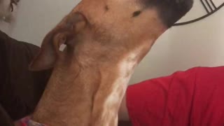 Extremely Vocal Dog Loves To Howl With Her Owner