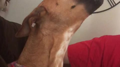 Extremely Vocal Dog Loves To Howl With Her Owner