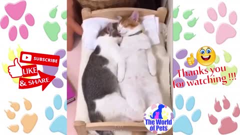 Cute kittens taking a good nap, very funny