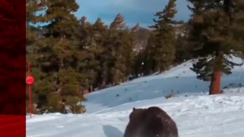 A skier just missed hitting a bear on the slopes of Lake Tahoe, California. #Shorts #BBCNews